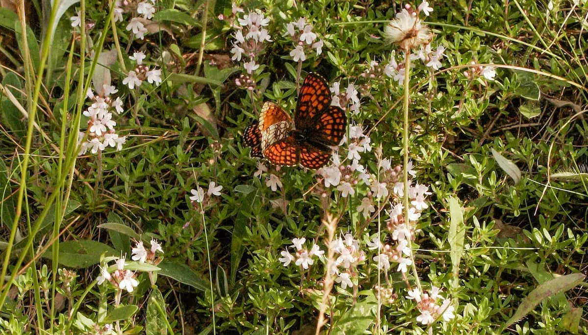 Butterfly found in Butterfly Valley